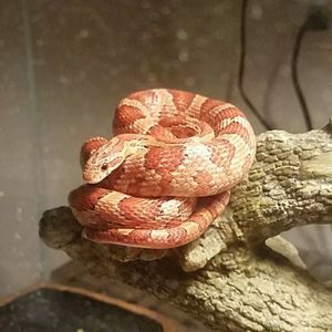 Meet your Posher, Rin